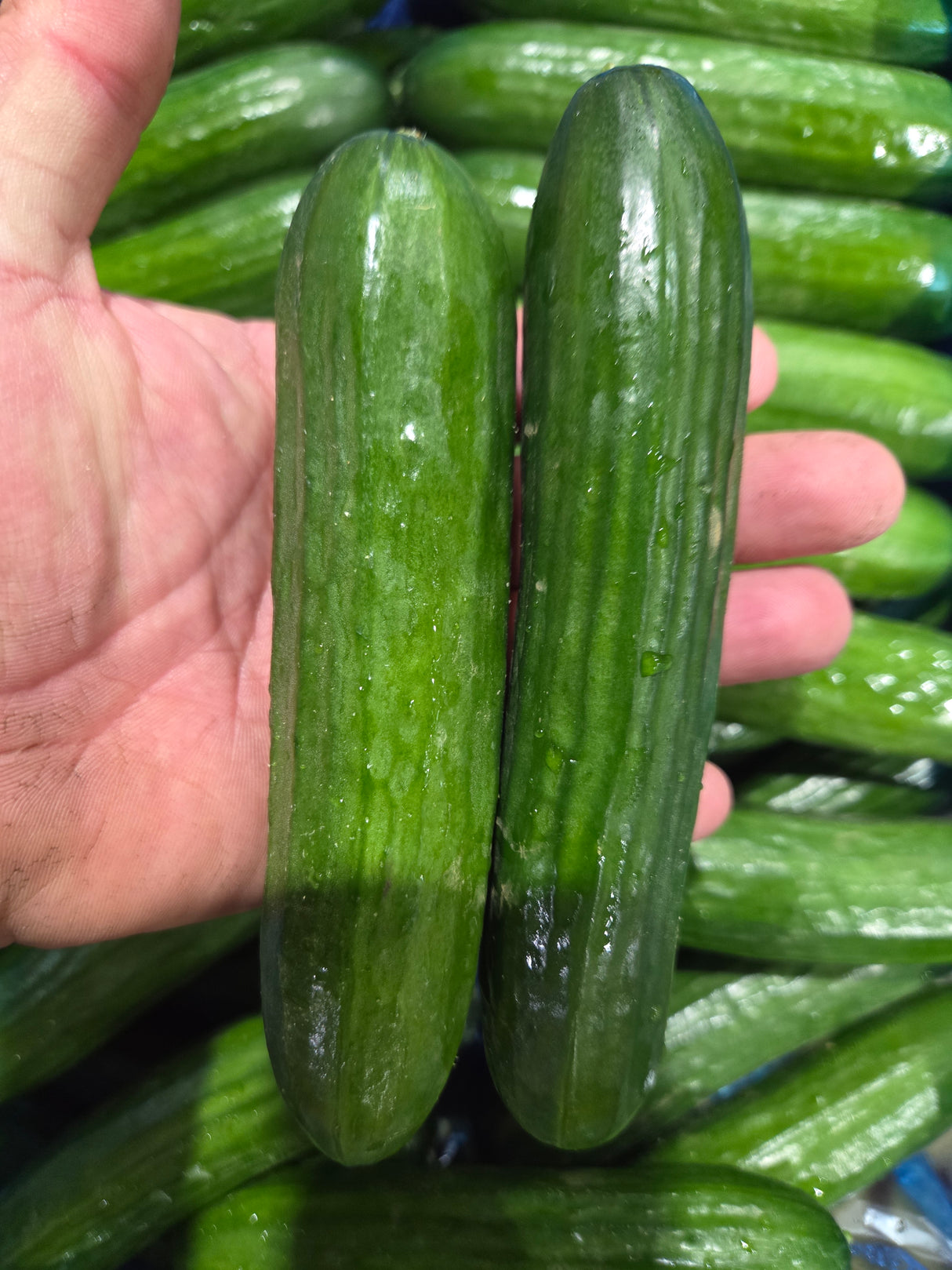 Lebanese Cucumbers (2 pack)