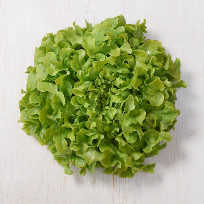 Lettuce green festival