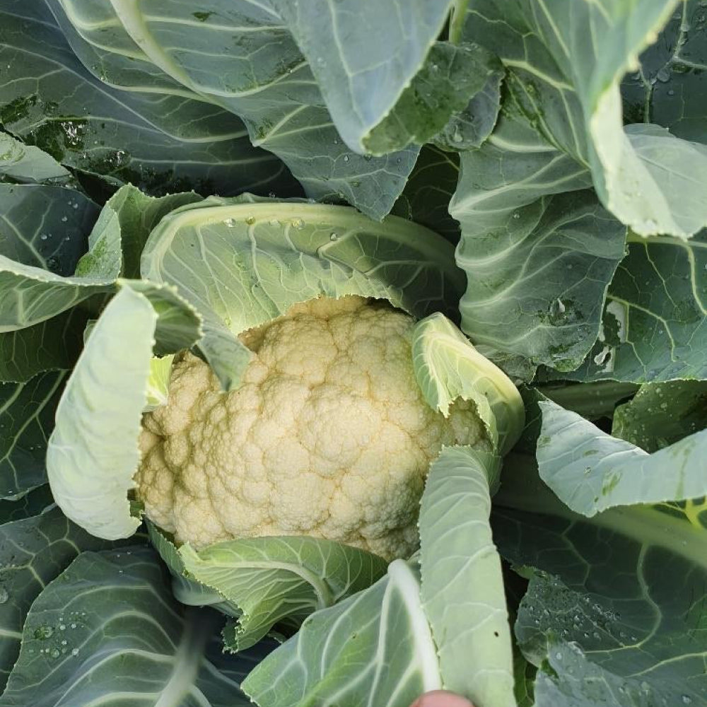 Cauliflower - Glavocich Produce