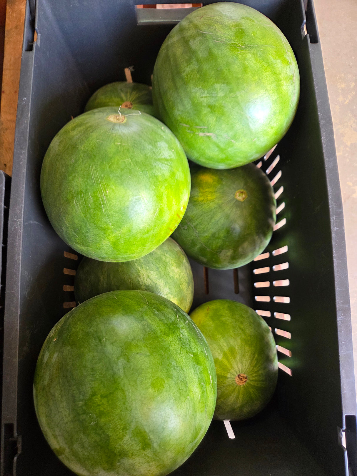 Whole Seedless Watermelon