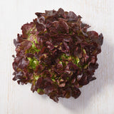 Lettuce red festival