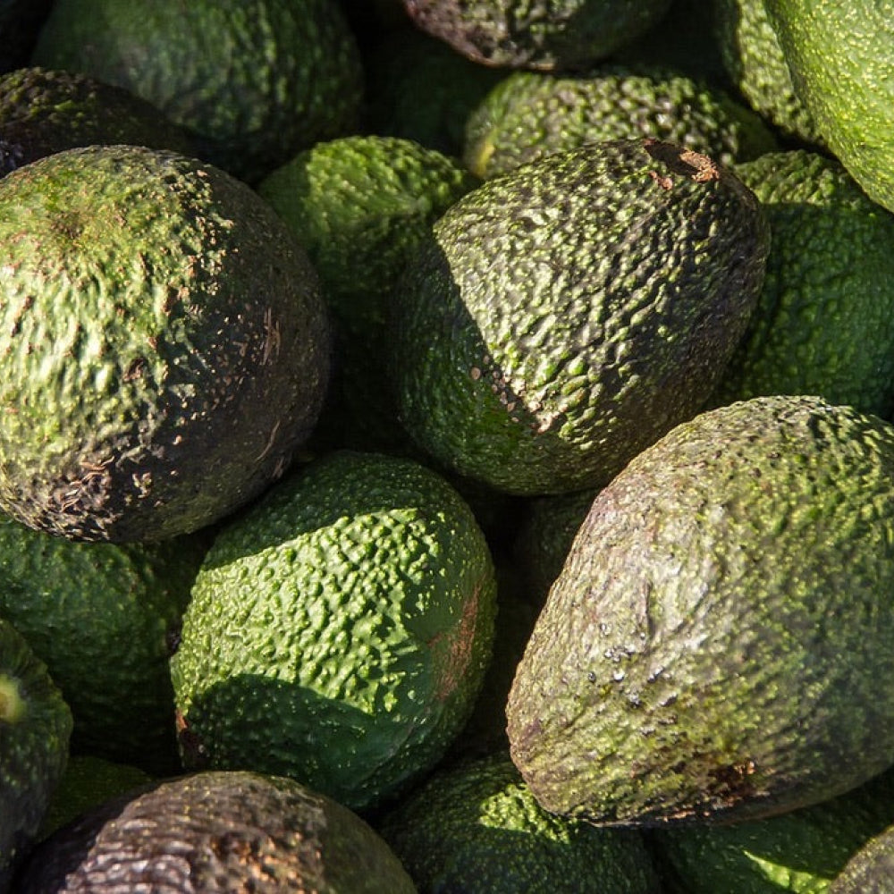 Avocados - Glavocich Produce