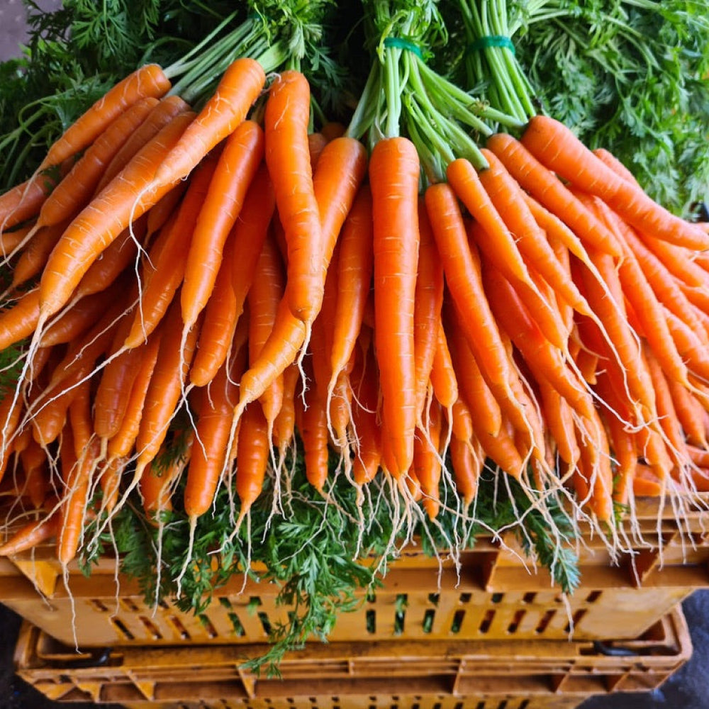 Bunched Baby Carrots - Glavocich Produce
