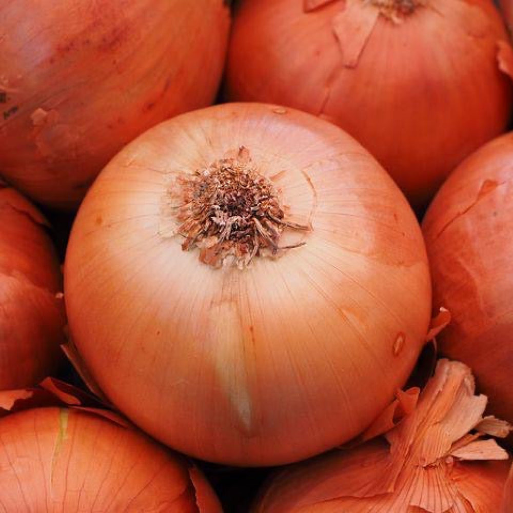 Brown Onions Single - Glavocich Produce