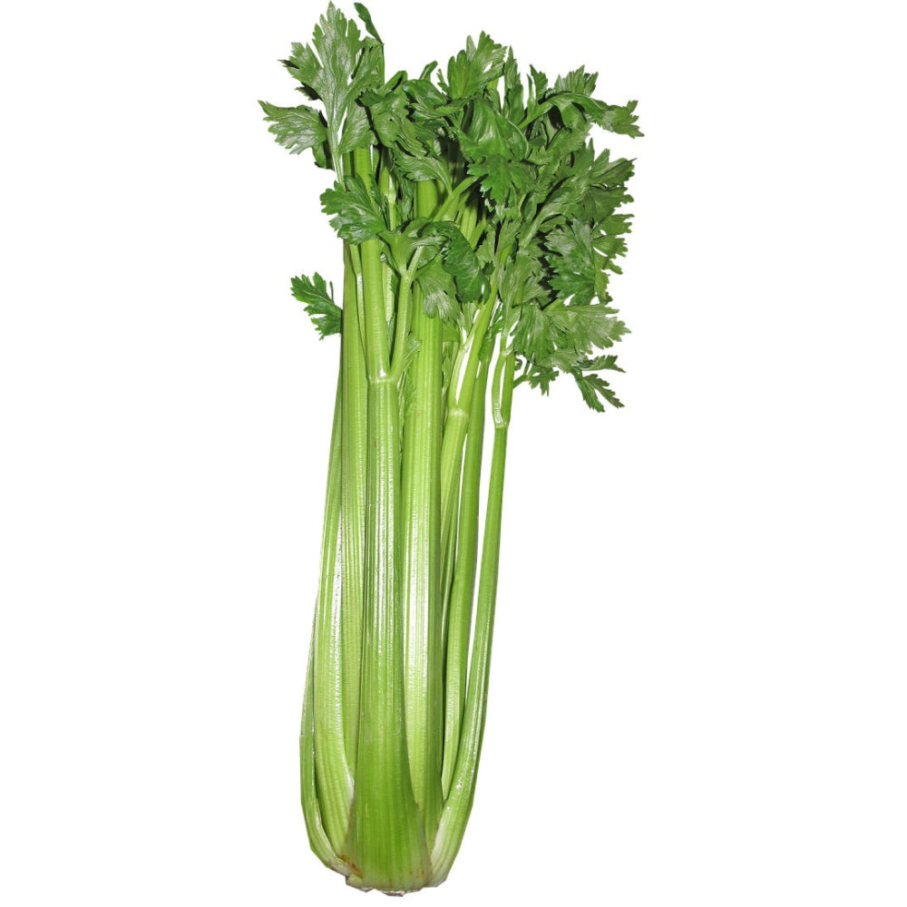 Celery - Glavocich Produce