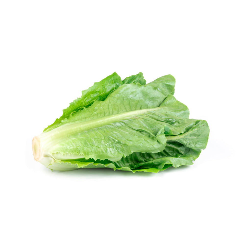 Cos Lettuce - Glavocich Produce