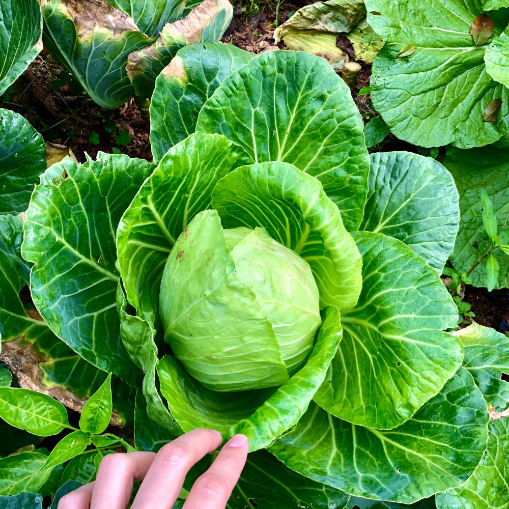 Green Cabbage - Glavocich Produce