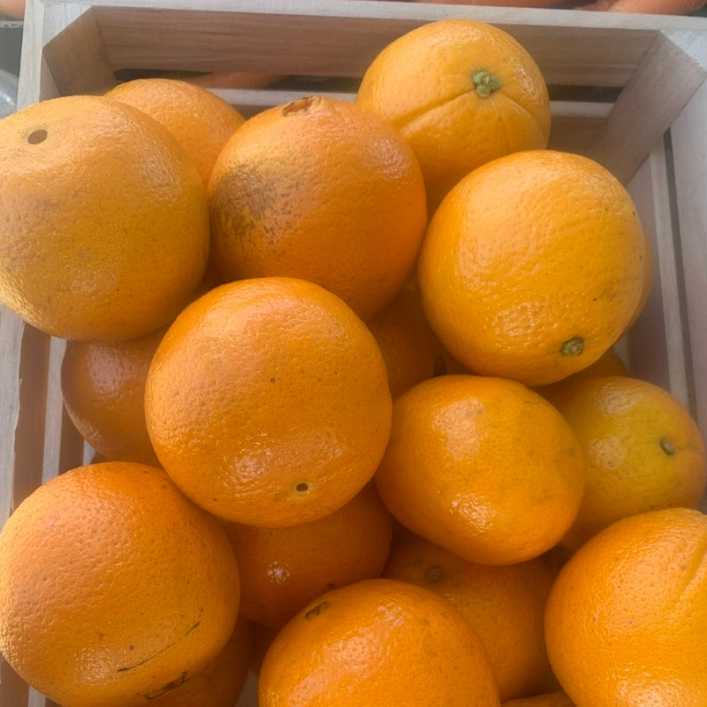 Oranges by the kg - Glavocich Produce