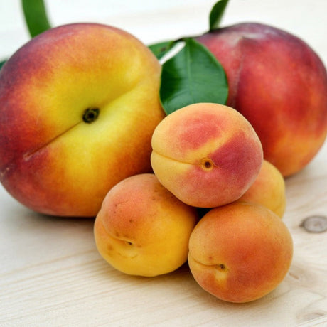 Peaches by the kg (Yellow) - Glavocich Produce