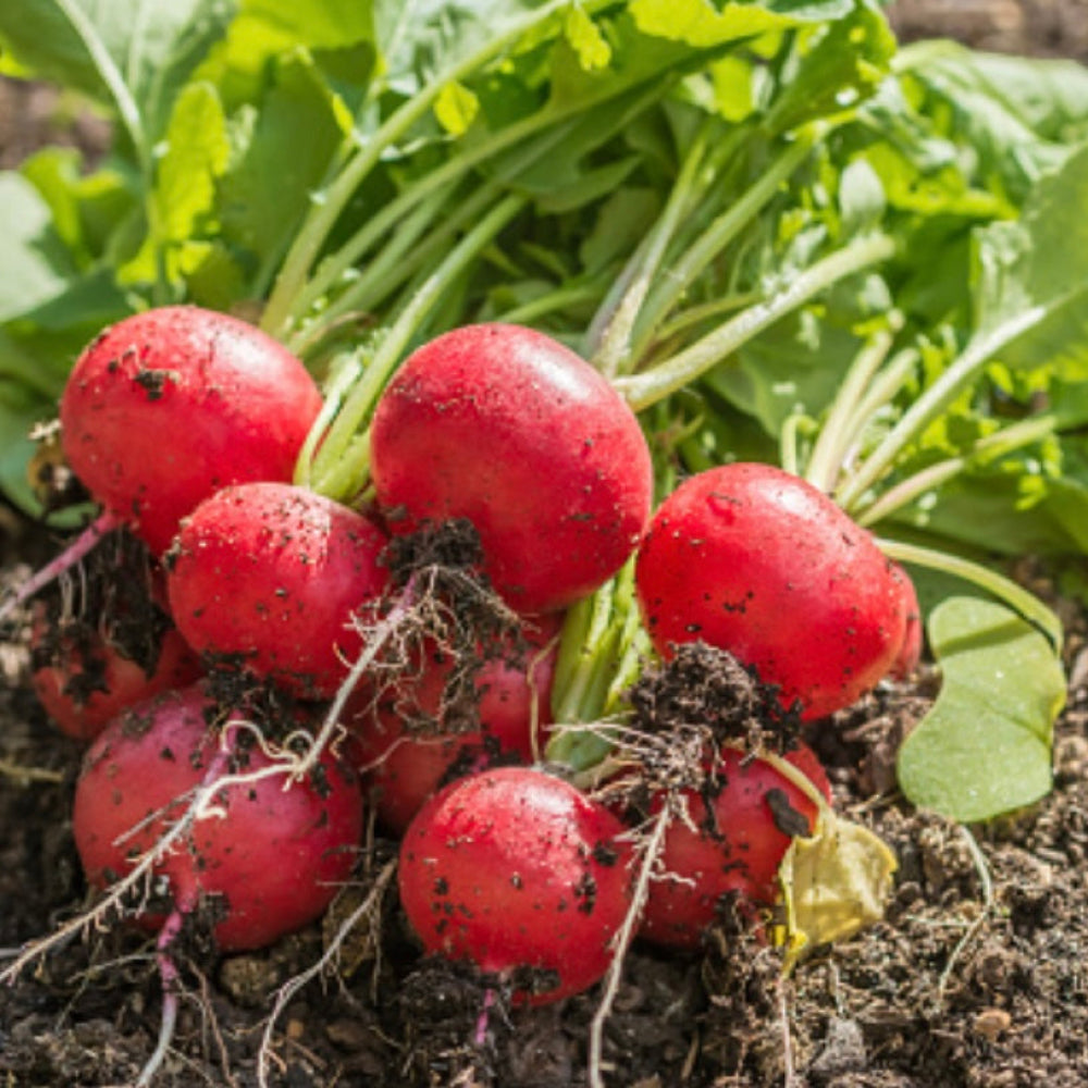 Raddish-Bunch - Glavocich Produce