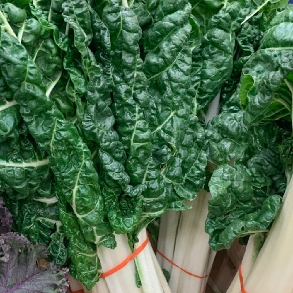 Silverbeet- Bunch - Glavocich Produce
