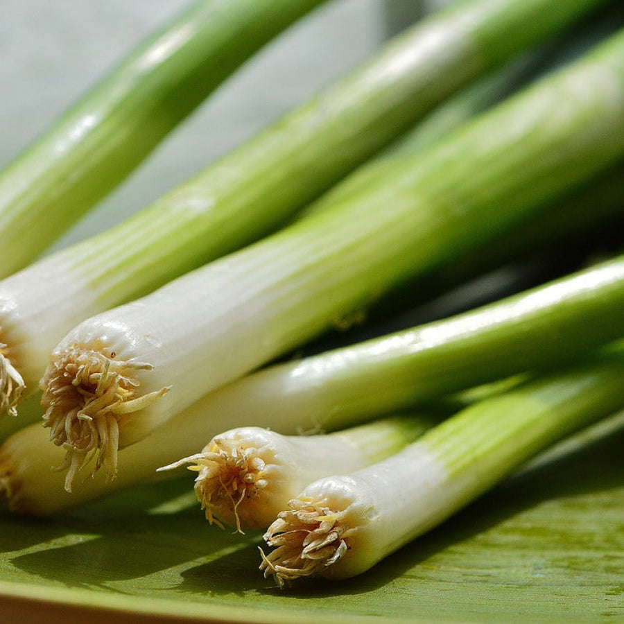 Spring Onions- Bunch – Glavocich Produce