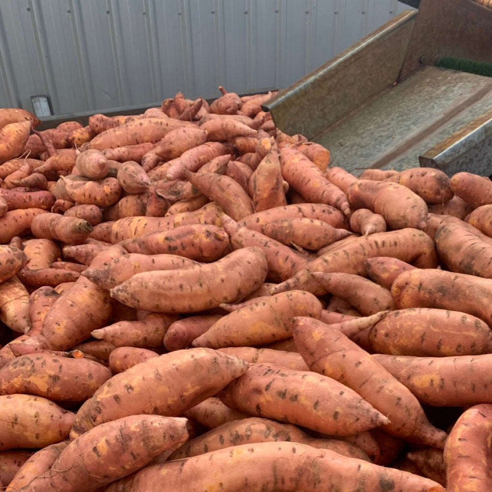 Sweet Potatoes By the kg - Glavocich Produce