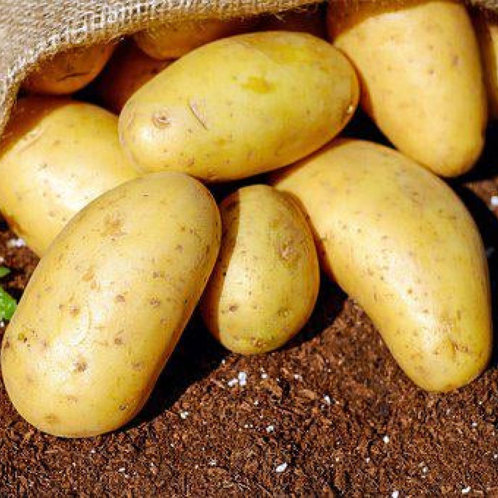 White Potatoes by the kg - Glavocich Produce
